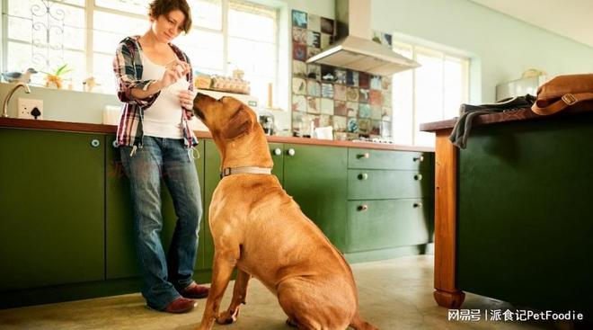 九游官网入口：为什么越来越多的狗主人选择自制狗粮？(图2)