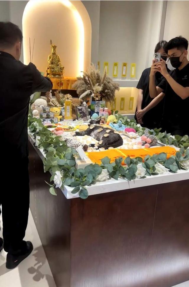 带宠物去旅行、给宠物买保险、为它们养老送终……上海如何打造“友好”城市？ 2026上海两会(图5)