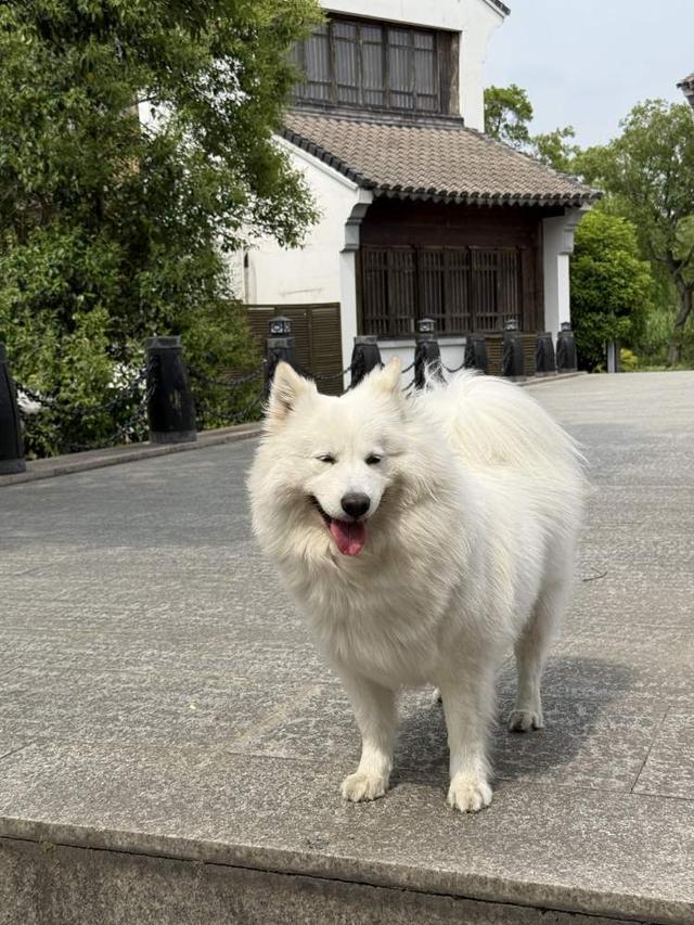 带宠物去旅行、给宠物买保险、为它们养老送终……上海如何打造“友好”城市？ 2026上海两会(图2)