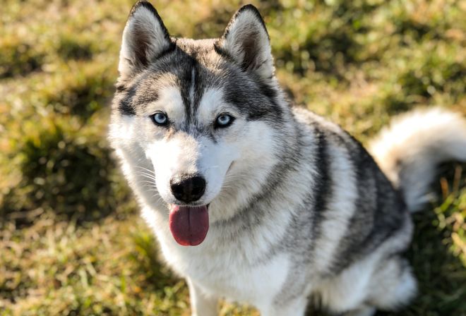 2026哈士奇狗粮选什么？这些品牌强力推荐！(图2)