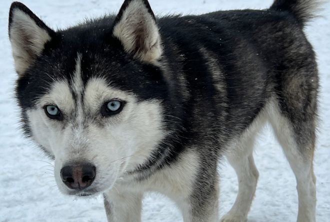 2026哈士奇狗粮选什么？这些品牌强力推荐！(图3)