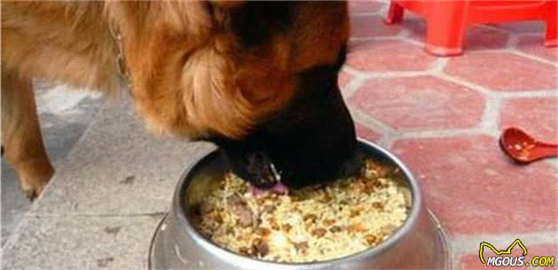 自制犬粮的6种简单方法及3个注意事项(图2)