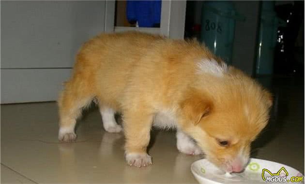 自制犬粮的6种简单方法及3个注意事项(图3)