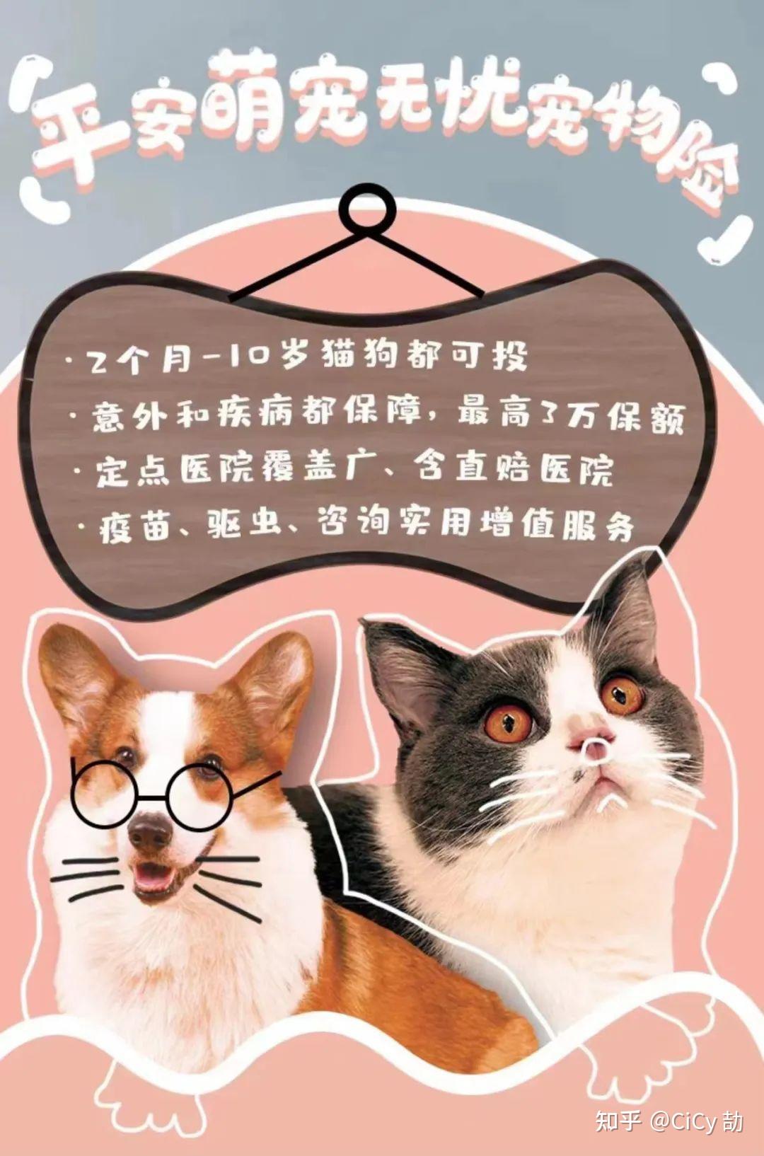 2026年2月十大中大型犬宠物床品牌榜单(图1)