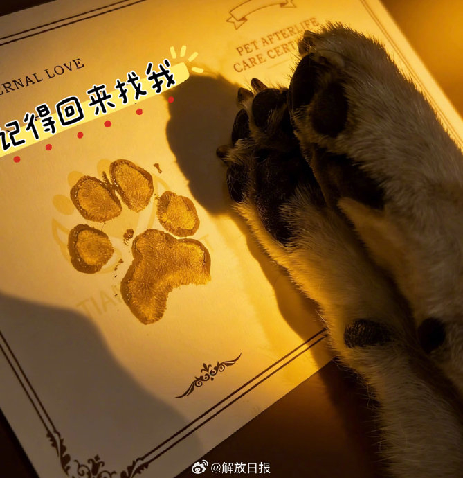 九游官网入口：宠物经济野蛮生长无序寻宠服务呼唤哪些行业自律？(图1)