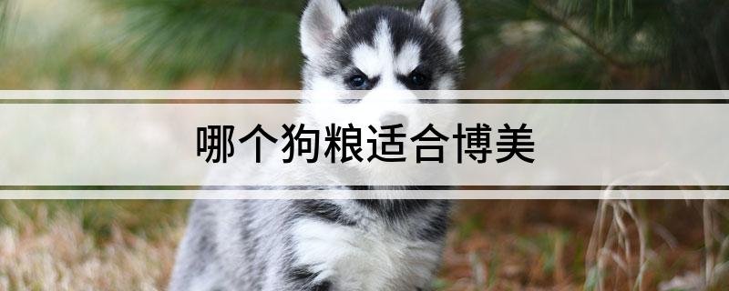 九游体育：哪个狗粮适合博美(图1)