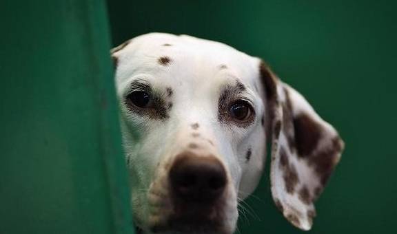 食谱自制狗粮营养又便宜学会这些食谱狗子的食物天天都不重样儿(图1)