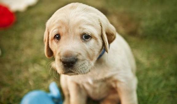 食谱自制狗粮营养又便宜学会这些食谱狗子的食物天天都不重样儿(图2)