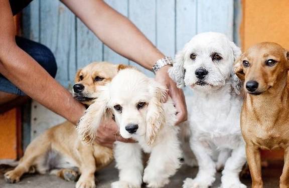 食谱自制狗粮营养又便宜学会这些食谱狗子的食物天天都不重样儿(图3)