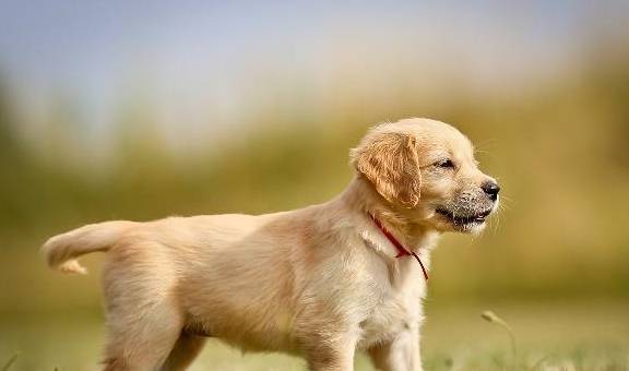 食谱自制狗粮营养又便宜学会这些食谱狗子的食物天天都不重样儿(图4)
