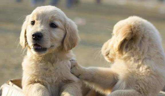 食谱自制狗粮营养又便宜学会这些食谱狗子的食物天天都不重样儿(图5)
