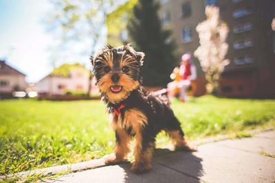 幼犬的喂食时间 狗粮的制作方法及分类(图3)