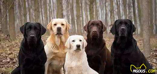 自制美味犬粮的做法我家狗狗吃疯了(图4)