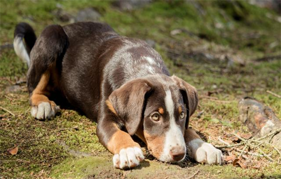 简易狗粮做法 总有一个适合狗狗！(图2)