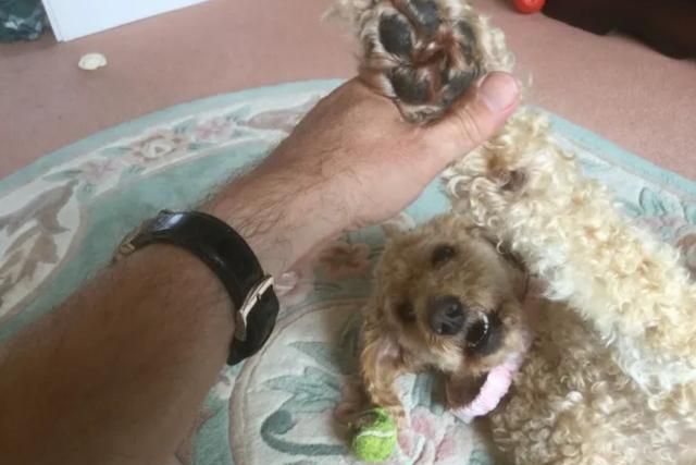 九游官网入口：在家就能做的日常宠物健康检查方法简单有用建议收藏(图5)