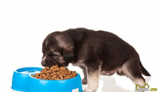 九游官网入口：揭秘犬粮所必须的营养成分别再傻傻的花钱当冤大头(图3)