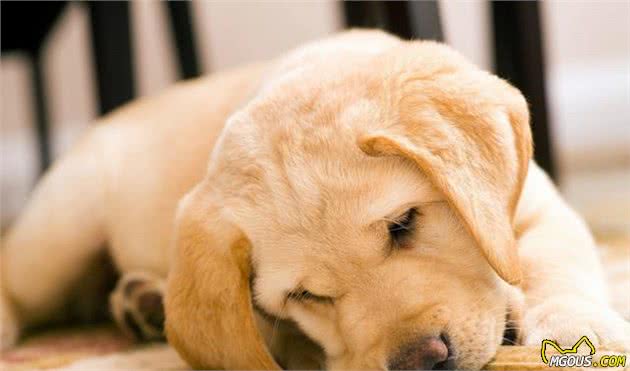 九游官网入口：揭秘犬粮所必须的营养成分别再傻傻的花钱当冤大头(图4)