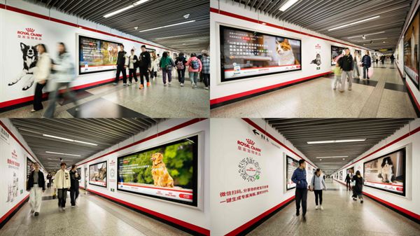 九游app：聚焦宠物健康老龄化皇家宠物食品三大举措守护“老宝贝”健康(图7)