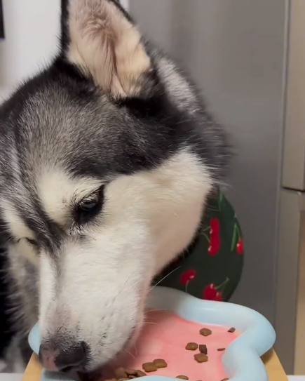 不要“春困”！麦富迪营养森林让狗子干饭积极(图5)