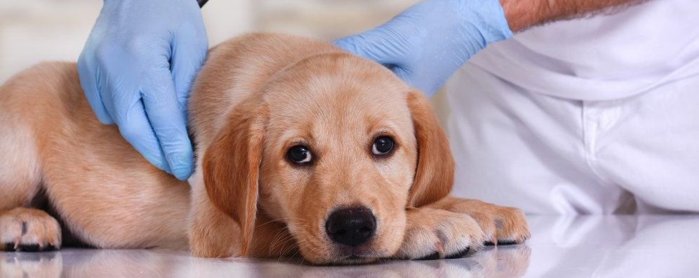 九游app：犬瘟是啥症状(图1)