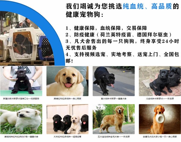 厦航推出宠物进客舱服务 涉及270余条航线(图1)