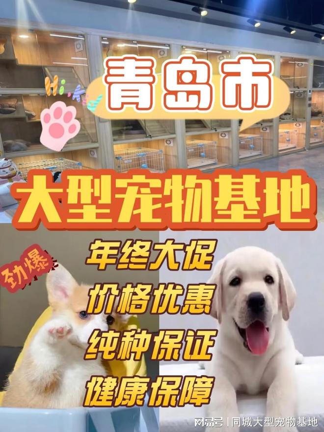 青岛哪里能买到宠物这里同城实体老店宠物健康源头看得见。(图1)