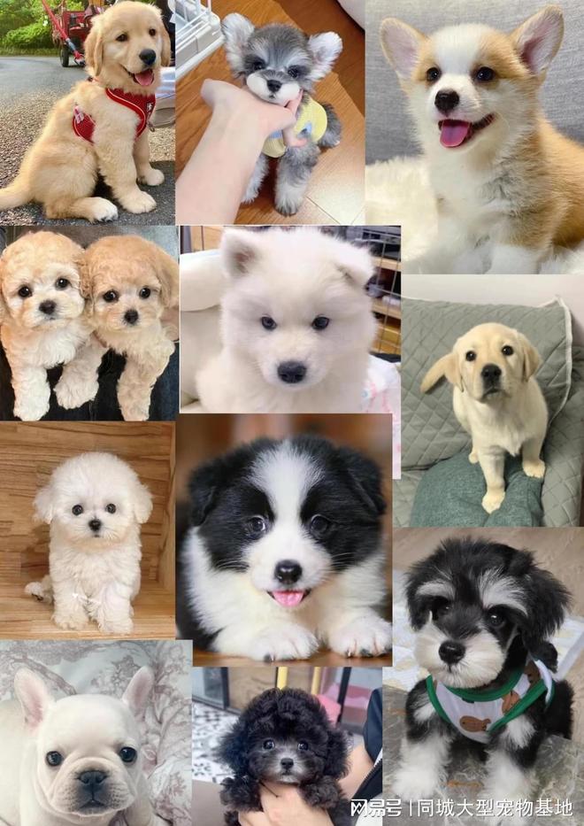 青岛哪里能买到宠物这里同城实体老店宠物健康源头看得见。(图2)