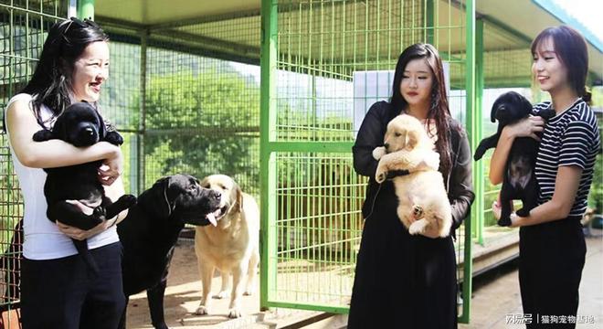 九游官网入口：北京海淀区犬舍猫狗品种齐全北京宠物基地签协议健康有保障(图2)