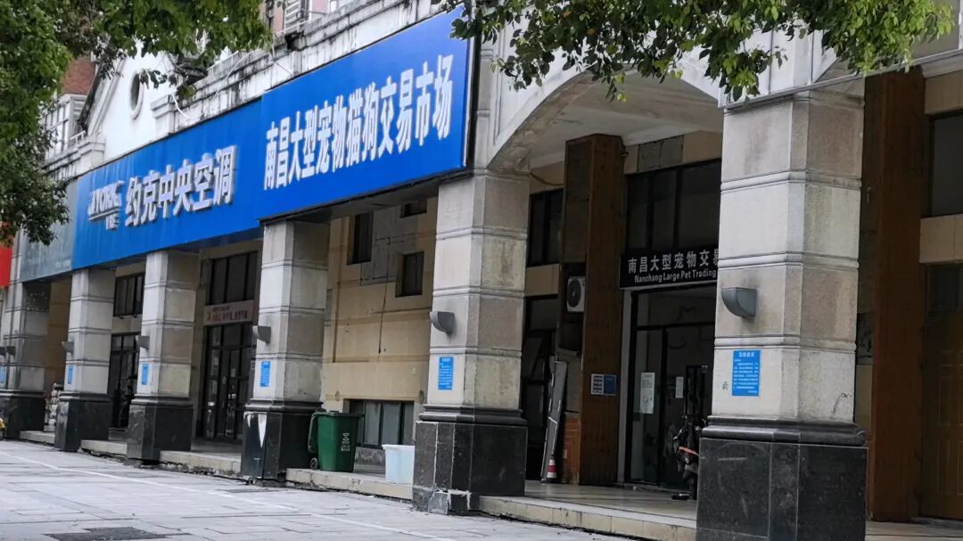 小猫买回家后拉肚子、呕吐 南昌消费者疑似买到“星期宠”陷维权难(图1)