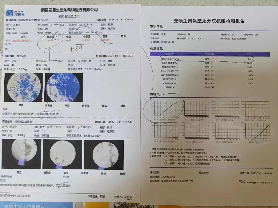 小猫买回家后拉肚子、呕吐 南昌消费者疑似买到“星期宠”陷维权难(图2)