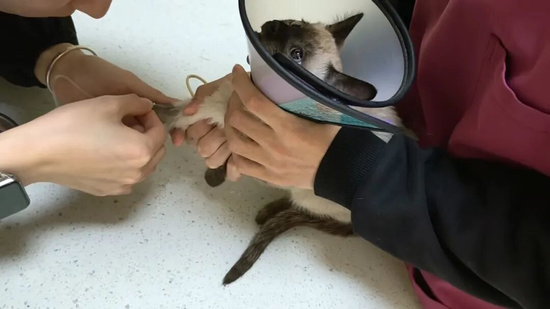 小猫买回家后拉肚子、呕吐 南昌消费者疑似买到“星期宠”陷维权难(图4)