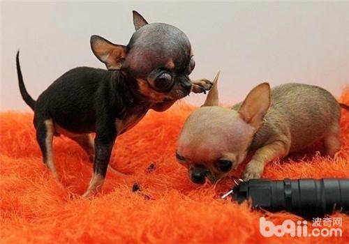 4月23日收盘报084美元股跌793%(图1)