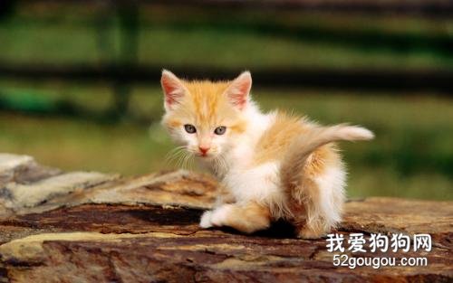 九游体育：76岁患癌老人与700只流浪狗：感人故事背后的宠物救助真相(图1)