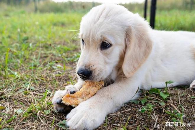 九游体育：国内口碑好的十大金毛犬幼犬狗粮(图3)