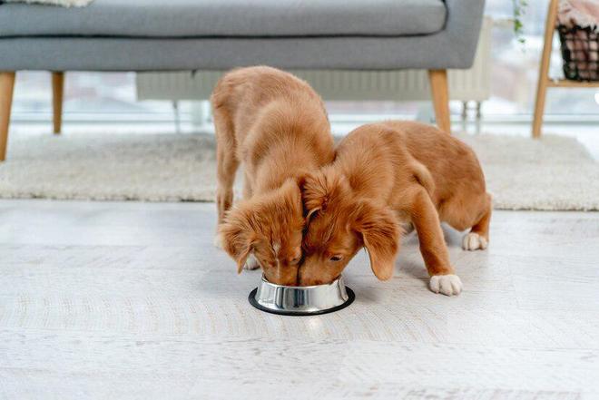 九游体育：国内口碑好的十大金毛犬幼犬狗粮(图11)