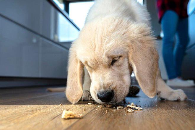 九游体育：国内口碑好的十大金毛犬幼犬狗粮(图10)