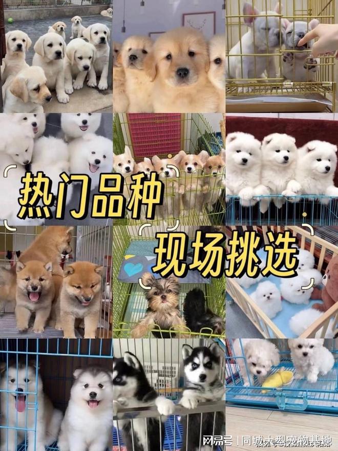 西安买宠物猫狗哪里买靠谱又便宜这家实体店买的放心有安全保障(图2)