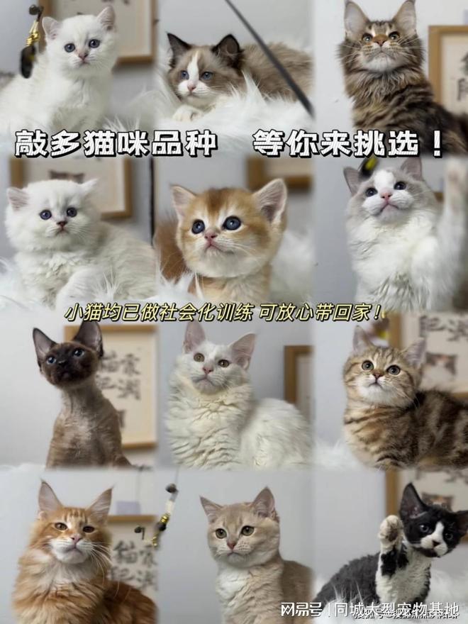 东莞买宠物猫狗最好去哪里买这家实体老店买的放心有安全保障(图4)