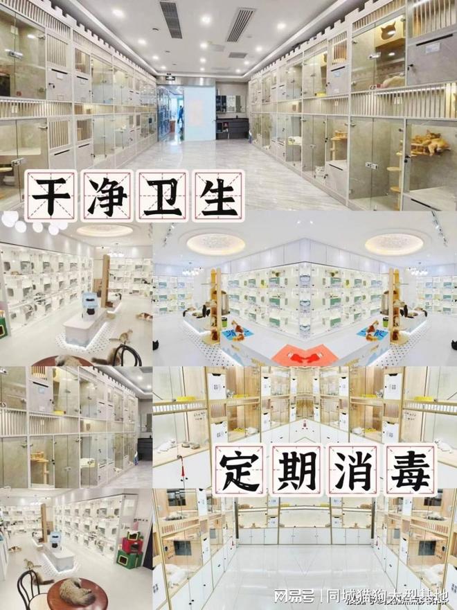 湖州哪里有正规犬舍猫舍这家实体老店敢质保每只宠物都包健康。(图4)
